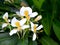 Beautiful white garland-lily or white ginger lily flowers, selective focus