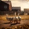 Beautiful white geese on a farm at sunset. Rural landscape.