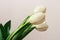 Beautiful white gentle tulips close-up on a white background.