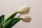 Beautiful white gentle tulips close-up on a white background.