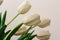 Beautiful white gentle tulips close-up on a white background.