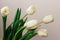 Beautiful white gentle tulips close-up on a white background.