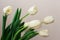 Beautiful white gentle tulips close-up on a white background.