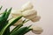 Beautiful white gentle tulips close-up on a white background.