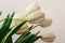 Beautiful white gentle tulips close-up on a white background.