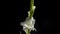 Beautiful white gladiole