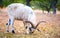 Beautiful white goat alone