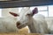 Beautiful white goat on a farm closeup. dairy livestock. animal look