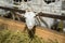 Beautiful white goat on a farm closeup. dairy livestock. animal look. Livestock