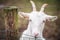 Beautiful white goat without horns stands in a barn