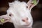 Beautiful white goat without horns stands in a barn