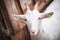 Beautiful white goat without horns stands in a barn