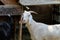 Beautiful white goat on a village farm. Goat close-up. Thoroughbred goat