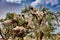 Beautiful white Goats climbing on ferns tree in a farm on a sunny day in Morocco