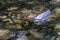 A beautiful white goose swims in clear running water in the glare of sunlight.