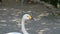 Beautiful white goose walking in the park