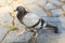 The beautiful white, gray and brown pigeon walking on old cracked dirty gray asphalt with green grass growing in cracks. Wild life