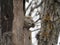 A beautiful, white-gray flying squirrel sits on a tall tree and eats a nut. Russia, Asia.