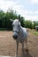 Beautiful white-gray horse walking on the field in nature