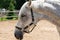 Beautiful white-gray horse walking on the field in nature