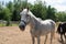 Beautiful white-gray horse walking on the field in nature