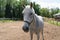 Beautiful white-gray horse walking on the field in nature