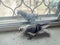 A beautiful white-gray spotted pigeon eats grain on a windowsill, and a gray dove looks enviously at him through a window pane.