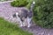 Beautiful white-gray tabby cat marking its territory in the garden and spraying pee on thuja