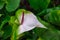 Beautiful white and green anthurium growing on Lanai in Hawaii