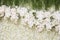 Beautiful white and green backdrop flowers of orchid arrangement