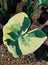Beautiful white and green variegated leaf of Alocasia Xanthosoma