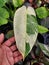 Beautiful white and green variegated leaf of Philodendron Jose Buono