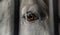 Beautiful white and grey horse, fire eyes close up