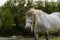 A beautiful white grey horse stays calm grazing on green grass field or pasture, its ears up and head down. Rural landscape