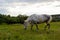 A beautiful white grey horse stays calm grazing on green grass field or pasture, its ears up and head down. Rural landscape