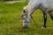 A beautiful white grey horse stays calm grazing on green grass field or pasture, its ears up and head down. Rural landscape