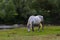 A beautiful white grey horse stays calm grazing on green grass field or pasture, its ears up and head down. Rural landscape