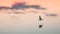 A beautiful white gull soars above the surface of the lake