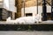 A beautiful white hairy cat resting on the street lying down on the concrete pavement. Staring with yellow eyes. Serious