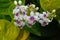 Beautiful White Hawaiian Island Flower