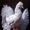 The beautiful white hen with light pink color beak, wattle and comb made a dramatic entrance.