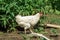 Beautiful white hen with a red crest on head is walking in the courtyard of a village house on a sunny day. Close-up. Copy space