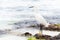 A beautiful white heron bird stands on the rocks on the Caribbean coast of the Dominican Republic.