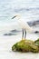 A beautiful white heron bird stands on the rocks on the Caribbean coast of the Dominican Republic.