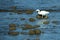 Beautiful white heron near the komodo island in Indonesia