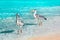 Beautiful white herons against the backdrop of a fantastic beach in the Maldives