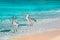 Beautiful white herons against the backdrop of a fantastic beach in the Maldives.