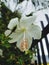 Beautiful White Hibiscus Flowers