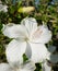 Beautiful White Hibiscus Flowers Close Up