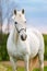 Beautiful white horse.